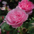 Gertrude Jekyll David Austin rose