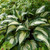 Raspberry Sundae Hosta