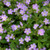 Spotted Cranesbill
Geranium maculatum
