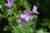 Spotted Cranesbill
Geranium maculatum