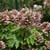 Queen of Hearts Oakleaf Hydrangea