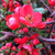 Red Flowering Quince