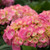 Let's Dance Big Easy Reblooming hydrangea