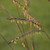 Indian Warrior Bluestem  Big Bluestem, Turkey Foot, Ornamental Grass