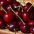 Cherry Combo fruit tree