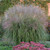 Autumn Anthem Maiden Grass Ornamental Grass