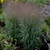 Prairie Winds Apache Rose Switch Grass Ornamental Grass