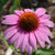 Prairie Splendor Echinacea
Prairie Splendor Coneflower