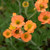 Totally Tangerine avens
Geum