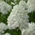 Sweet Summer panicle Hydrangea