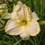 Marque Moon Daylily