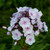 Garden Girls Party Girl Phlox