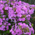 Fashionably Early Flamingo Garden Phlox