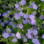 Rozanne Cranesbill