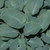 Blue Mammoth Hosta