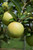 Golden Delicious Apple fruit tree