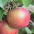 Red Delicious Apple