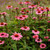 Ruby Star Purple Coneflower