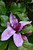 Purple Lily Magnolia