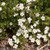 Happy Face White Potentilla