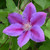 Dr. Ruppel Clematis