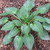 Devon Green Hosta