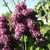 Monge French Hybrid Lilac