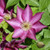 Tekla Clematis