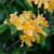 Golden Lights Azalea