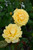 Julia Child Floribunda Rose