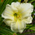 Joan Senior Daylily