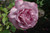 Heirloom Hybrid Tea Rose