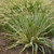 Bright Edge Yucca