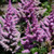 Little Vision in Purple Astilbe