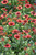 Spintop Red Blanket Flower