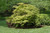 Tsuma Gaki Japanese Maple