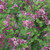 Bloomerang Dwarf Purple Lilac