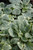 Silver Queen Bugleweed