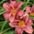 Happy Ever Appster Rosy Returns Daylily