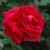 Crimson Glory Hybrid Tea Rose