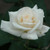 Pascali Hybrid Tea Rose