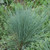 Saphirsprudel Blue Oat Grass Ornamental Grass