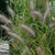 Cassian Dwarf Fountain Grass Ornamental Grass