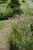 Cassian Dwarf Fountain Grass Ornamental Grass