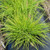 Lumen Gold Fountain Grass