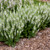 White Profusion Meadow Sage