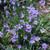 Lucerne Blue Eyed Grass