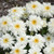 Amazing Daisies Marshmallow Shasta Daisy