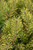 Trollguld Scotch Pine