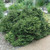 Pumila Dwarf Norway Spruce